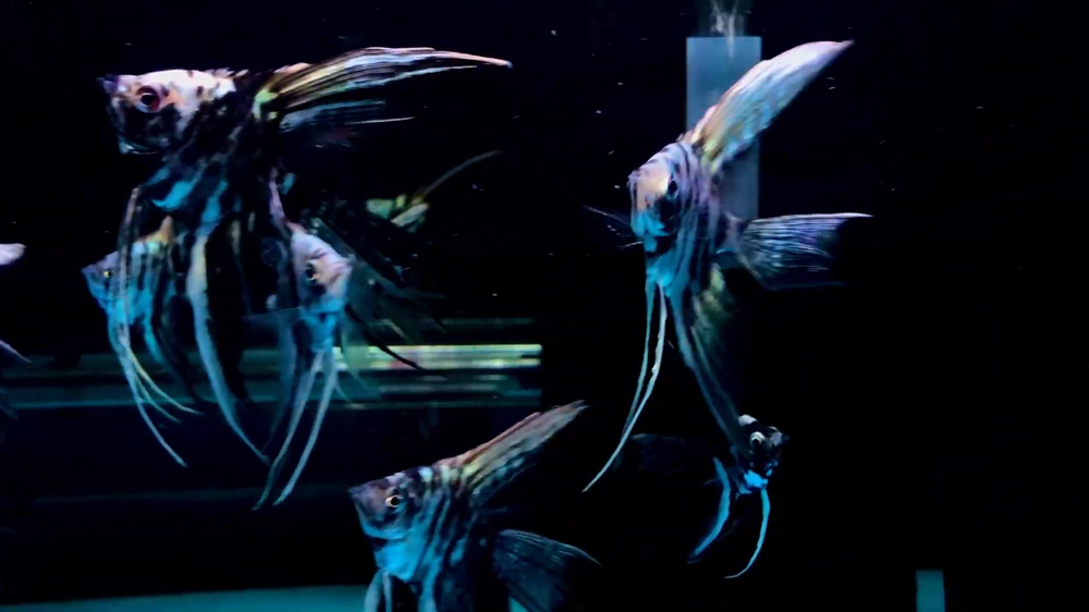 新品未開封 DVD Blankey Jet City Angel Fish Amazon.co.jp: 未開封 BLANKEY JET CITY - Angel Fish Complete